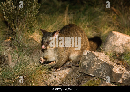 Brush-tailed Opossum Foto Stock