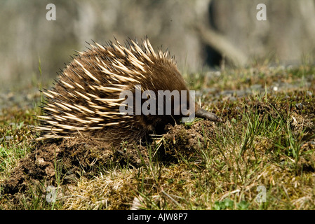 A breve becco Echidna Foto Stock