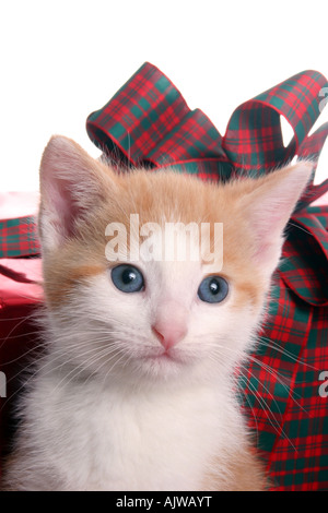 Tan e bianco gattino con regali di Natale durante la stagione delle vacanze Foto Stock