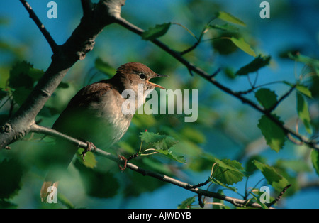 Nightingale Foto Stock