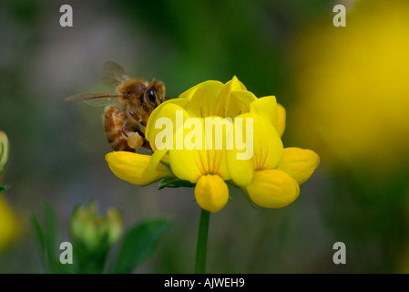 Honey Bee Apis mellifera su uccelli di trifoglio piede Lotus corniculatus Foto Stock