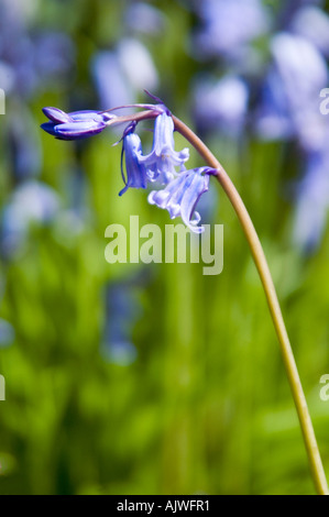 Verticale di close up piuttosto delicato bluebells comune (Hyacinthoides non scripta) nel sole di primavera. Foto Stock