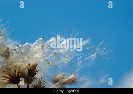 Chiudere orizzontale di thistledown, il soffice bianco thistle semi della pianta di cardo si allontanano nel vento. Foto Stock