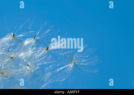 Chiudere orizzontale di thistledown, il soffice bianco semi di cardo si allontanano dal vento contro un cielo blu. Foto Stock