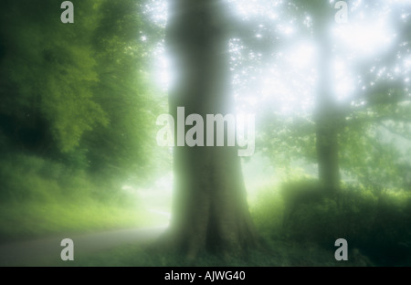 Impressionistica boschetti di comune o di faggio Fagus sylvatica alberi su entrambi i lati di una strada di campagna Foto Stock