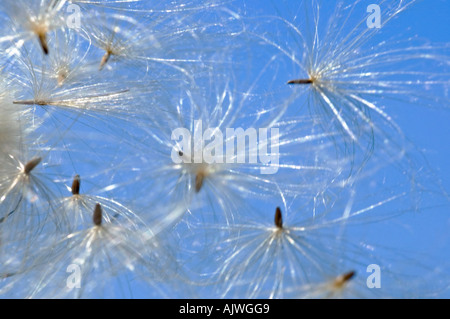 Chiudere orizzontale di thistledown, il soffice bianco semi di cardo si allontanano dal vento contro un cielo blu. Foto Stock