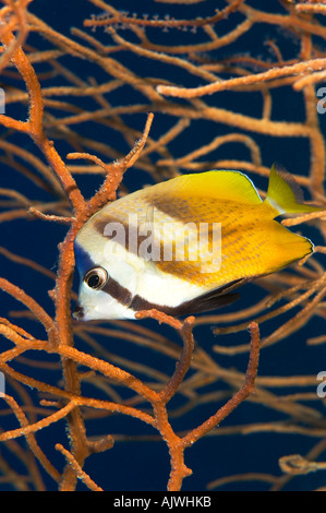 Blacklip Butterflyfish Chaetodon kleinii mangiare una gorgonia seafan Acabaria sp Yap Micronesia Oceano Pacifico Foto Stock
