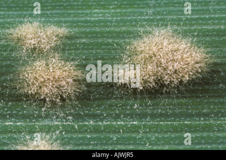 Polvere di muffa (Erysiphe graminis f.sp. Tritici) pustole su una foglia di grano Foto Stock