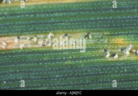 Septoria foglia macchia Zymoseptoria tritici cirri e pycnidia su una foglia di grano Foto Stock