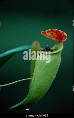 Pianta di brocca Foto Stock