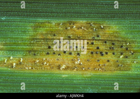 Septoria foglia macchia Zymosettoria lesione tritici con pycnidia cirri su foglia di grano Foto Stock