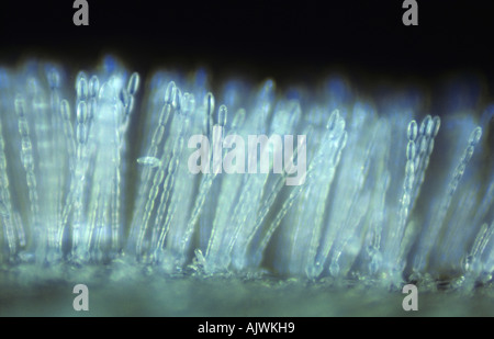 Polvere di muffa (Erysiphe graminis f.sp. Tritici) pustule e iphae su una foglia di grano Foto Stock