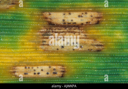 Septoria foglia macchia Zymoseptoria lesioni tritici e pycnidia su foglia di grano Foto Stock