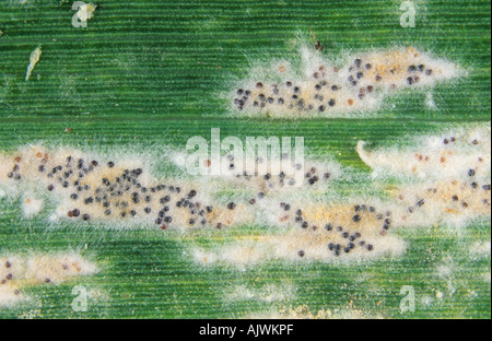 Polvere di muffa (Erysiphe graminis f.sp tritici) pustule e cleistothecia su una foglia di grano Foto Stock