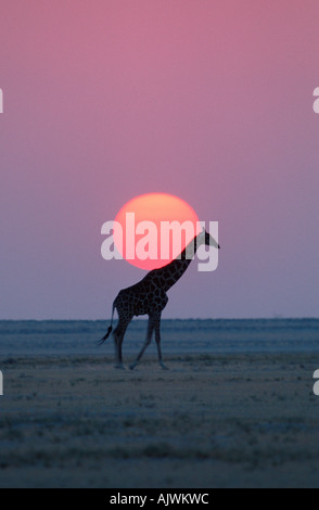 Giraffa Foto Stock