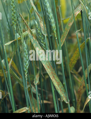 Flagleaf awned di coltivazione di grano con infezione di foglia di frumento o marrone ruggine Puccinia triticina (confronti di Recondita) Foto Stock