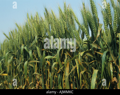 Foglia di frumento o marrone ruggine Puccinia triticina (confronti di Recondita) infezione awned sulla coltivazione di grano, Francia Foto Stock