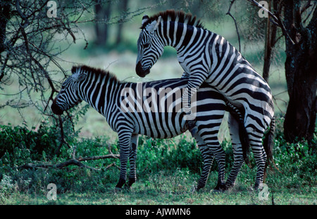 La Burchell Zebra / Comune Zebra Foto Stock