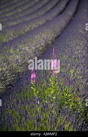 Rose Bay Willow Herb Epilobium Angustifolium crescendo in campi di lavanda Snowshill WORCESTERSHIRE REGNO UNITO Foto Stock