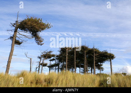 Alberi di pino e di erbe sulle dune di sabbia a Formby, Liverpool, in Inghilterra, Regno Unito. Foto Stock