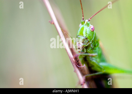 Tettigonia viridissima. Close-up di una grande macchia verde cricket aggrappandosi ad un gambo di erba in campagna inglese Foto Stock