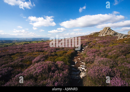 Il Stiperstones con erica viola sulla giornata estiva con cielo azzurro e sole Shropshire Foto Stock