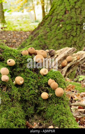 Cluster di puffball funghi che crescono su lichen coperto base di albero in Sussex Bosco in autunno Foto Stock