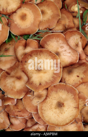 Vista aerea di funghi selvatici che crescono in un impaccato ammassarsi Foto Stock