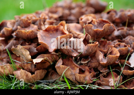 Fungo del miele che cresce in groppa sul ceppo dell'albero marcante in Sussex Woodland Foto Stock