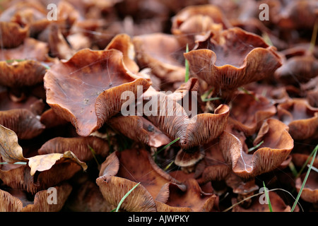 Fungo del miele che cresce in groppa sul ceppo dell'albero marcante in Sussex Woodland Foto Stock