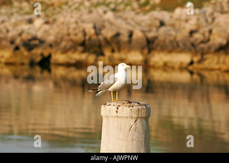 HRV Kroatien Insel Trstenik 25 05 2007 Moewe im Morgenlicht | Croazia 25 05 2007 Sea Gull nella luce del mattino Foto Stock