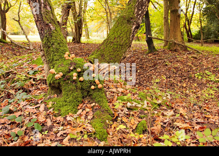 Cluster di funghi Puffball (Lycopersdon) che crescono su lichen base coperta di albero nel bosco del Sussex in autunno Foto Stock