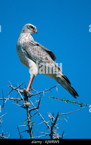 Ovambo sparviero Foto Stock