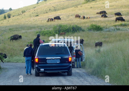 Il bisonte americano noto anche come pascolo di buffalo sulla Nazionale North American Bison gamma nel Montana Occidentale fotografi foto Foto Stock