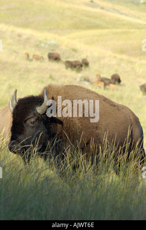 Il bisonte americano noto anche come pascolo di buffalo sulla Nazionale North American Bison gamma nel Montana Occidentale Foto Stock