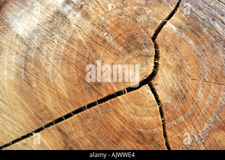Dead willow tronco di albero di marciume sul pavimento di bosco tra sensazioni puntorie ortiche e altre erbe infestanti Foto Stock