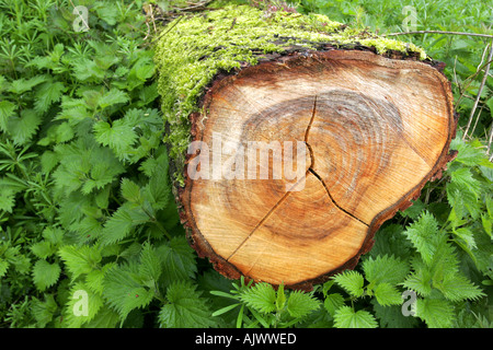 Dead willow tronco di albero di marciume sul pavimento di bosco tra sensazioni puntorie ortiche e altre erbe infestanti Foto Stock