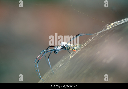 Golden-seta Spider Foto Stock