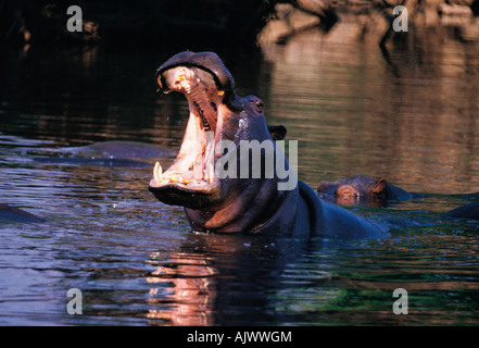 La fauna selvatica, Artiodactyla, ippopotamo, in Africa, in Botswana. Fiume Okavango. Foto Stock