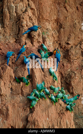 Farinoso Amazon Parrot / blu-giallo Macaw Foto Stock