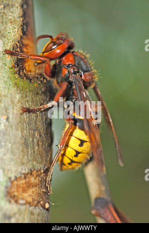 Unione Hornet (Vespra crabro) mordere attraverso la corteccia di un giovane ramoscello di cenere per bere fluente sap Foto Stock