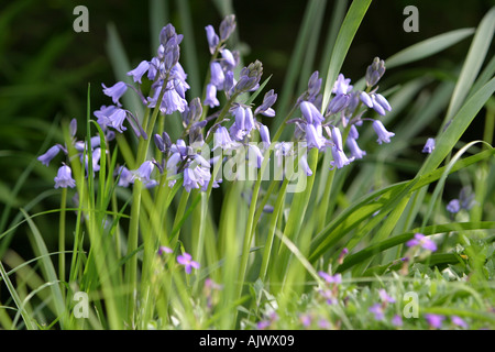 Bluebells fresco in primavera Foto Stock