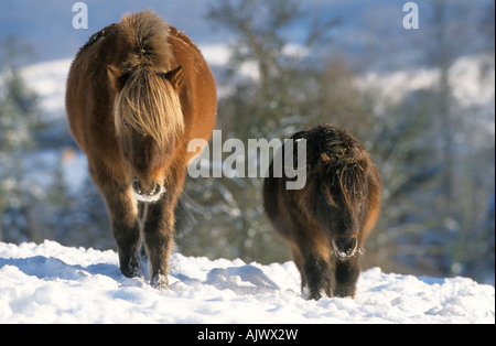 Cavallo islandese (Equus caballus) Camminando con il suo compagno di un pony Shetland sulla neve Foto Stock