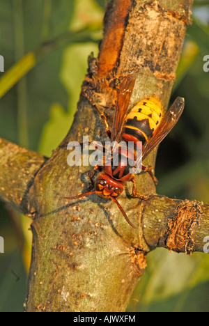 Unione Hornet (Vespra crabro) mordere attraverso la corteccia di un giovane ramoscello di cenere per bere fluente sap Foto Stock