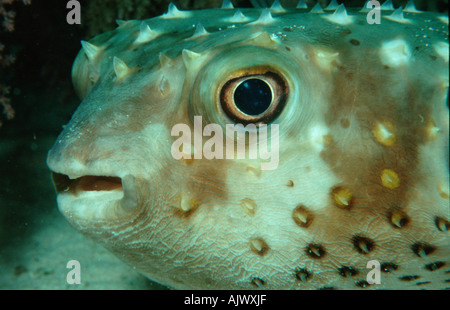 Yellowspotted Burrfish / Gelbflecken-Igelfisch Foto Stock