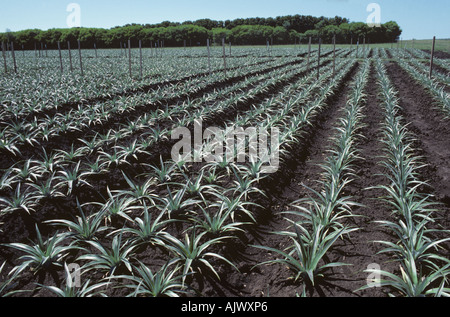 Giovani ananas raccolto anche filari di piante giovani Sud Africa Foto Stock