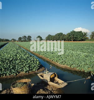 Cavolo verza colture su letti sollevata con i canali di irrigazione la pianura centrale della Thailandia Foto Stock