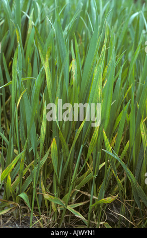 I sintomi di carenza di magnesio in un giovane il raccolto di grano Foto Stock