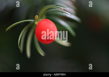 "Yew Tree Berry' close up macro shot Foto Stock