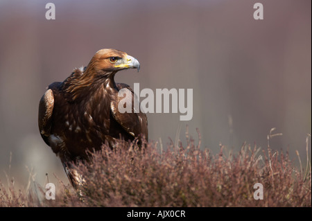 Bird : Aquila reale (Aquila chrysaetos) Foto Stock